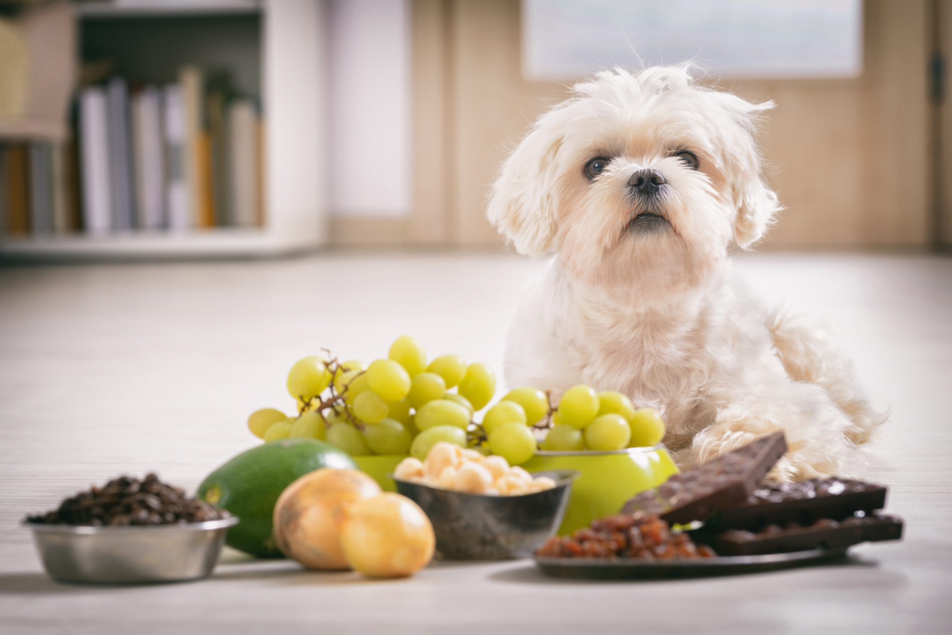 Aliments toxiques pour chien